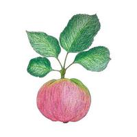 dessin d'une pomme. aquarelle et dessin au crayon. branche avec une pomme rose vif et des feuilles vertes. sur un fond blanc isolé. illustration vectorielle vecteur