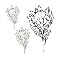 fleur de protea roi tropical en fleur isolé sur fond blanc. illustration vectorielle de style ligne dessinée à la main vecteur