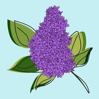 lilas violet sur fond blanc. illustration vectorielle. vecteur