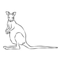 beaux coups de ligne de kangourou, utilisés dans des applications générales vecteur