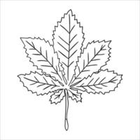 icône de feuille de châtaignier ligne vectorielle isolée sur fond blanc. illustration botanique de verdure d'arbre. style de bande dessinée vecteur