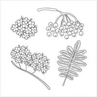 ensemble vectoriel d'éléments d'arbre rowan de ligne isolés sur fond blanc. illustration botanique de la baie de rowan, brunch, fleurs. clipart noir et blanc.