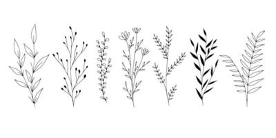 ensemble de feuilles florales d'art en ligne botanique, plantes. branches de croquis dessinés à la main isolés sur fond blanc. illustration vectorielle vecteur