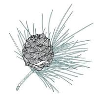 branche de cèdre réaliste avec cônes, illustration d'art en ligne vecteur