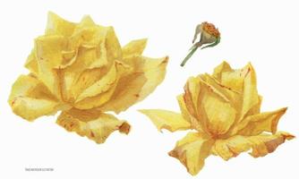 deux fleurs roses jaunes, illustration aquarelle tracée botanique vecteur
