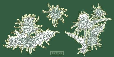 plante de chardon-Marie médical, illustration botanique d'art en ligne dans un style vintage vecteur