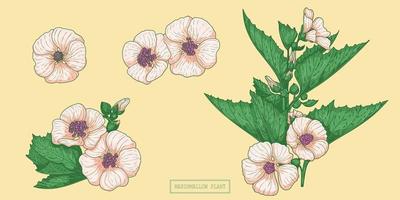 herbe de guimauve de pharmacie, illustration botanique dessinée à la main dans un style épuré à la mode vecteur