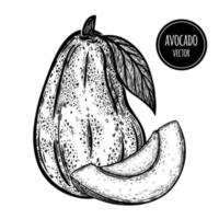 icône de vecteur d'avocat. fruit du jardin entier, tranche. légume exotique frais sur une branche avec une feuille, morceau coupé. croquis noir et blanc dessiné à la main. contour monochrome d'aliments naturels sains