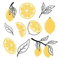 ensemble de citrons dans un style doodle. collection de citrons sur une branche, une tranche de citron, un demi-citron. illustration vectorielle. vecteur