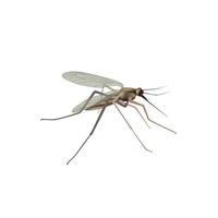 moustique isolé. illustration de moucheron. Macro-vision des insectes