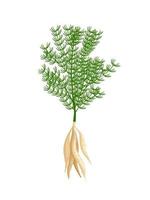illustration vectorielle, shatavari ou asperge racemosus, isolée sur fond blanc, plante à base de plantes aux propriétés médicinales. vecteur