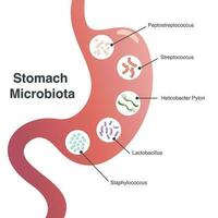 illustration vectorielle graphique du microbiote de l'estomac vecteur