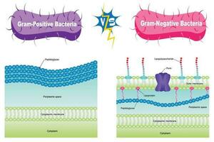 illustration vectorielle gram-positif vs gram-négatif vecteur