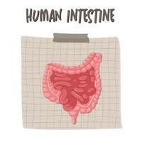 organe interne humain avec intestin vecteur