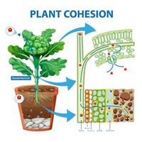 schéma montrant le mouvement de l'eau dans les plantes vecteur