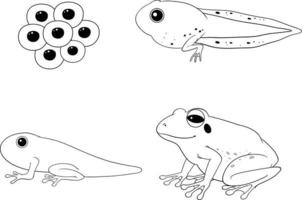 doodle de diagramme de cycle de vie de grenouille vecteur
