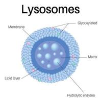 les lysosomes sont des organites membranaires. lysosomes dans la cellule.