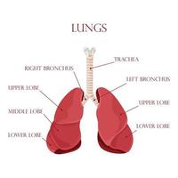 diagramme des poumons et de la trachée humains, système respiratoire, icône des poumons sains. illustration vectorielle isolée sur fond blanc. vecteur