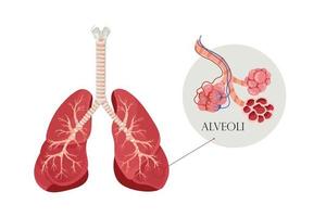 alvéoles d'anatomie. l'espace aérien dans les poumons à travers lequel l'oxygène et le dioxyde de carbone sont échangés. illustration vectorielle vecteur