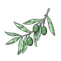 branche d'olivier avec des baies d'olive vert foncé, ligne, illustration botanique sur fond blanc vecteur