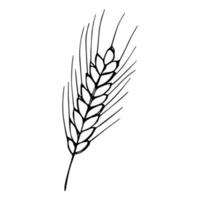 illustration de doodle de blé dessiné à la main de vecteur. joli clipart de récolte. produit du marché agricole. vecteur