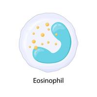 éosinophile, leucocyte, illustration vectorielle. vecteur