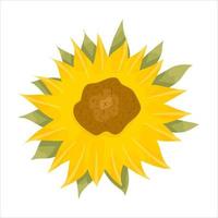 tournesols et feuilles sur fond blanc. fleurs jaunes d'été rondes en style cartoon avec feuille. illustration vectorielle botanique. vecteur