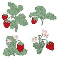 définir des illustrations en ligne de buisson de fraises avec des baies et des fleurs vecteur