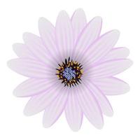 fleur violette isolée sur illustration vectorielle blanc vecteur