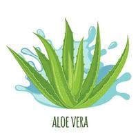 icône d'aloe vera isolée sur fond blanc. plante médicinale ayurvédique. illustration vectorielle vecteur