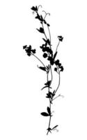 silhouette de fleurs sauvages isolée sur fond blanc. fleur de prairie. illustration vectorielle. vecteur