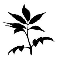 silhouette de brindille avec des feuilles isolées sur fond blanc. branche noire. illustration vectorielle. vecteur