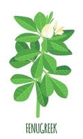 icône de fenugrec dans un style plat isolé sur fond blanc. plante botanique médicale ayurvédique. illustration vectorielle. vecteur