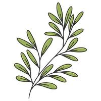 branche d'olivier avec des feuilles. étiquette ou logo d'huile d'olive pour un magasin ou un marché fermier. emblème rétro de l'illustration vectorielle d'huile d'olive biologique isolée sur fond blanc. vecteur