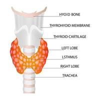 vue de face de la glande thyroïde et de la trachée sur fond blanc. icône d'anatomie des organes du corps humain avec description. signe de diagramme thyroïdien. notion médicale. vecteur