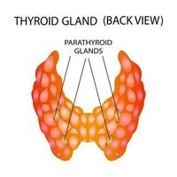 vue de face de la glande thyroïde sur fond blanc. icône d'anatomie des organes du corps humain. signe de diagramme thyroïdien. notion médicale. illustration vectorielle isolée. vecteur
