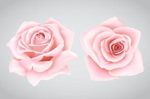fleur de roses roses vecteur