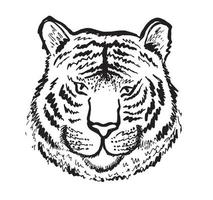 tête de tigre, illustration dessinée à la main, isolée sur fond blanc. vecteur