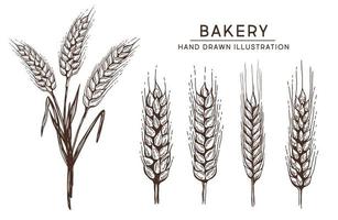 épis de pain de blé illustration vectorielle dessinés à la main. vecteur