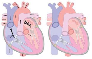 dessin anatomique du coeur dans une coupe. arrière-plan pour les examens médicaux, brochures, livrets, dépliants. aide visuelle pour l'étude de l'anatomie humaine. vecteur