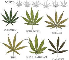 types de mauvaises herbes. illustration de feuilles de cannabis sativa différentes en couleur et contour noir pour une utilisation en médecine et en cosmétologie. vecteur