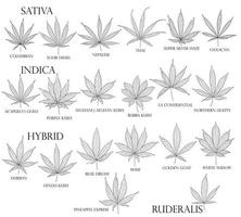 types de mauvaises herbes. feuilles de cannabis sativa, indica, hybride et ruderalis en contour noir pour une utilisation en médecine et en cosmétologie. vecteur