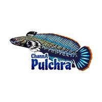 logo de poisson channa vecteur