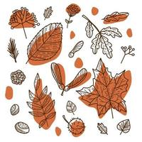 ensemble d'images vectorielles d'éléments d'automne botaniques aux couleurs marron et orange. feuilles de griffonnage dessinées à la main. vecteur