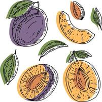 ensemble de prunes vectorielles - prunes entières, tranches, moitié, entières et feuilles. collection de fruits abstraits jaunes et violets dessinés à la main avec contour noir isolé sur fond blanc. vecteur