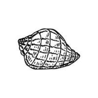 coquille de mer, dessinée à la main dans un style de croquis. élément de décor. fond blanc. escargot de raisin. isolé. créatures de la mer. été. océan. conception plate. illustration vectorielle simple vecteur