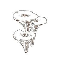 collection d'illustrations vectorielles de champignons comestibles. chanterelles dessinées à la main. croquis de plantes forestières. parfait pour la recette, le menu, l'étiquette, l'icône, l'emballage, les contours de champignons vintage. vecteur