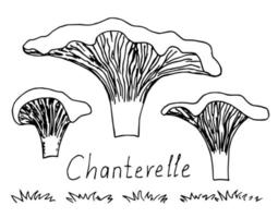 dessin vectoriel d'encre simple dessiné à la main. chanterelle aux champignons forestiers, herbe, inscription manuscrite. élément de la nature, de la nourriture, des cultures. défini pour les étiquettes de produits, les autocollants.