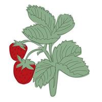 illustration ligne fraisier avec baies et floraison vecteur