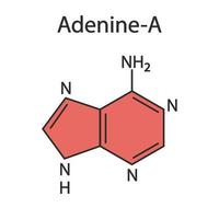 molécule de base adénine-purine. la base est présente dans l'adn et l'arn. illustrations médicales. vecteur